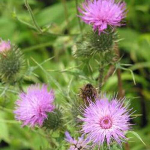 Association des Amis de la Combe Tabeillon