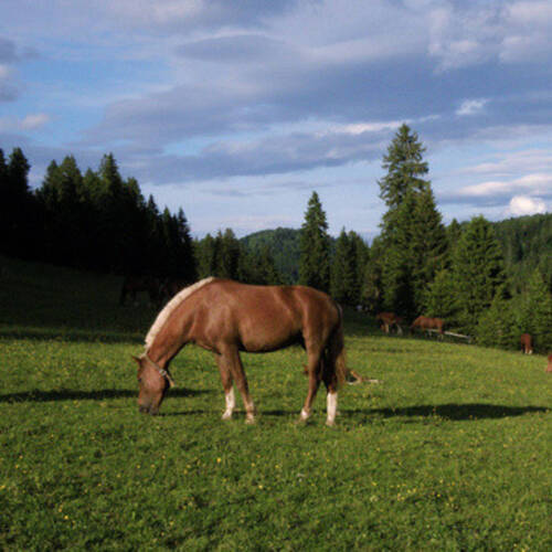 Ferme de la Combe Tabeillon à Glovelier