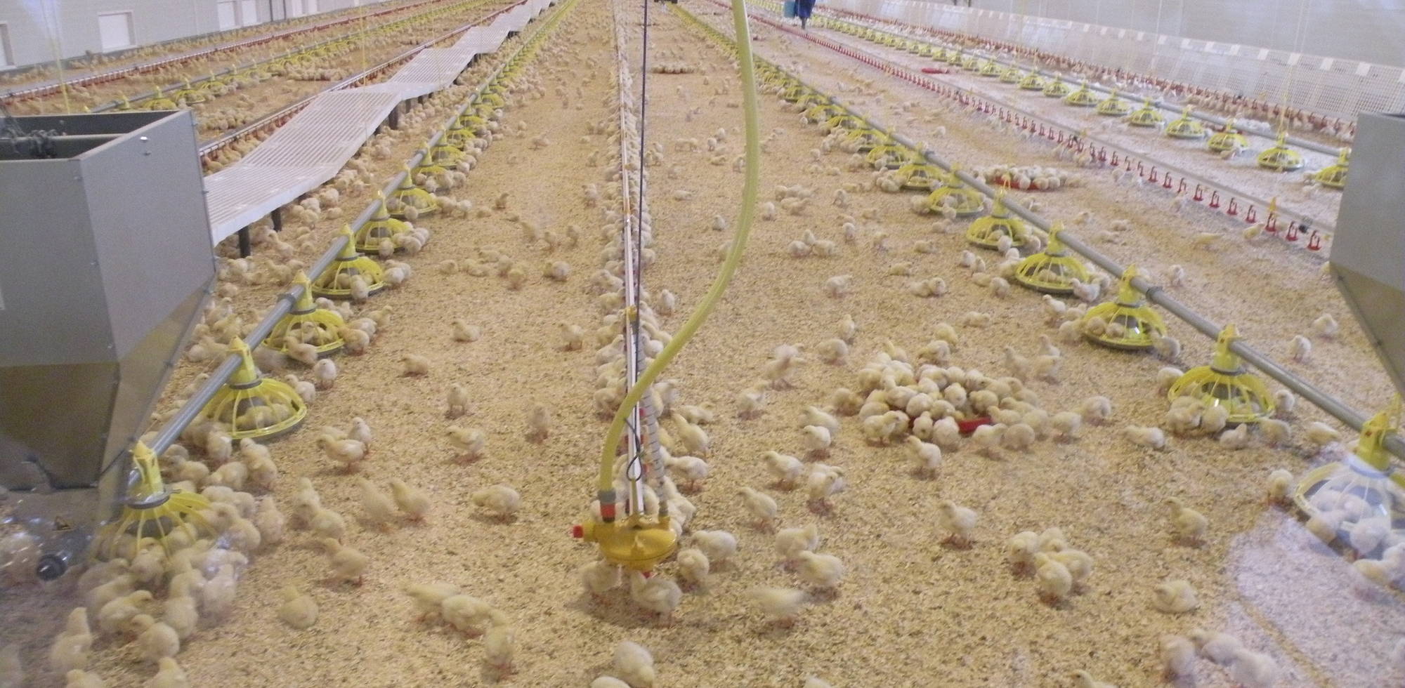 Clevage de poulets au Noir-Bois 2009.jpg