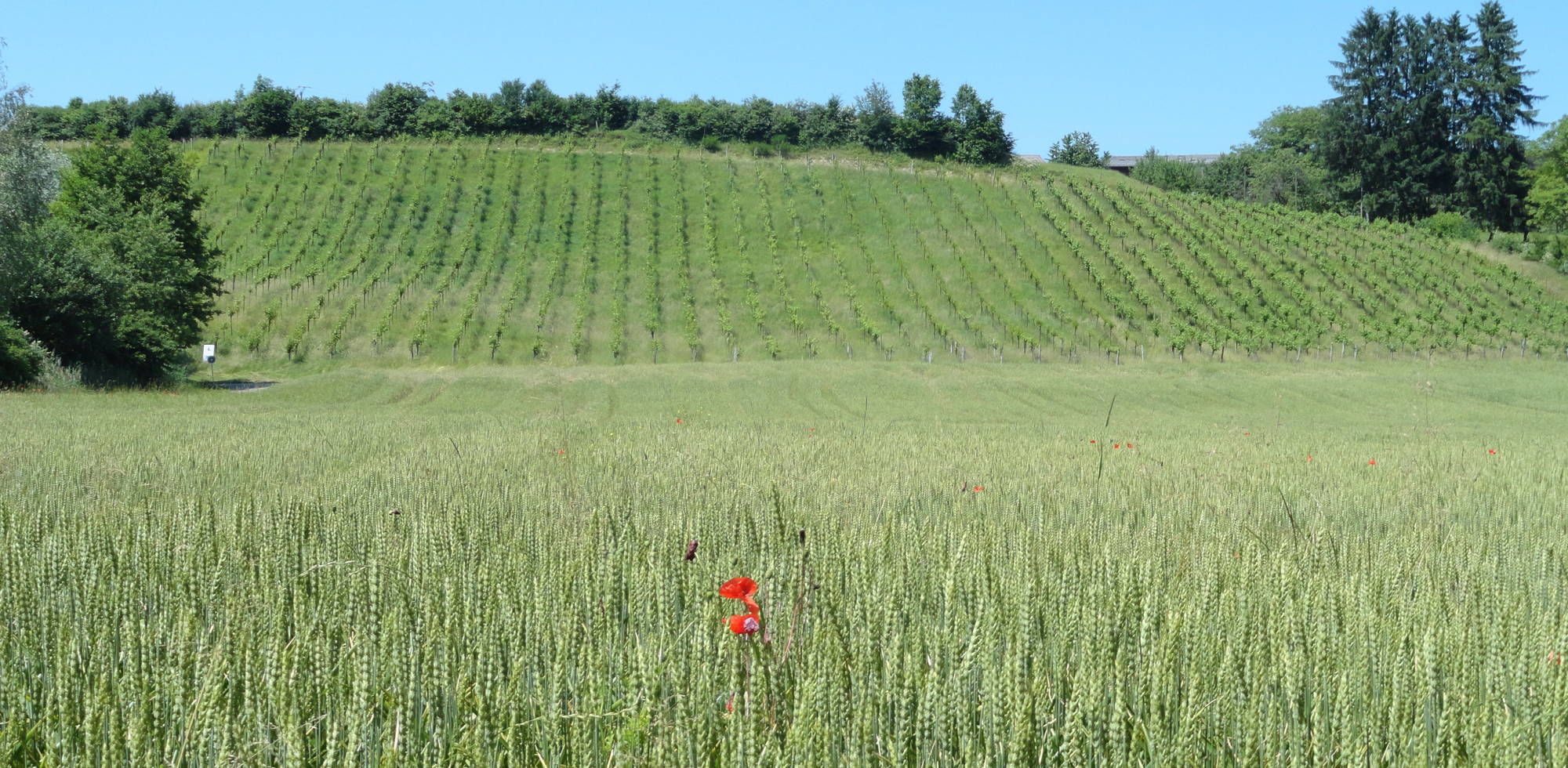 vigne de Courfaivre - 2016.jpg