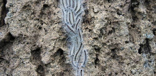 Information chenilles processionnaire du chêne