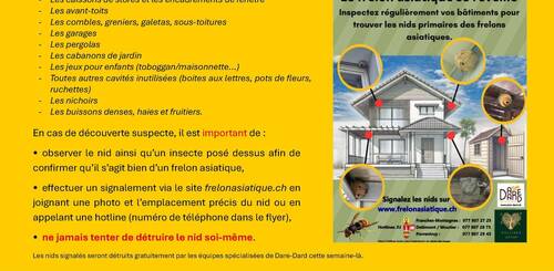 Frelons asiatiques