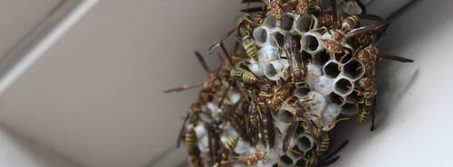 Guêpes - Abeilles - Frelons