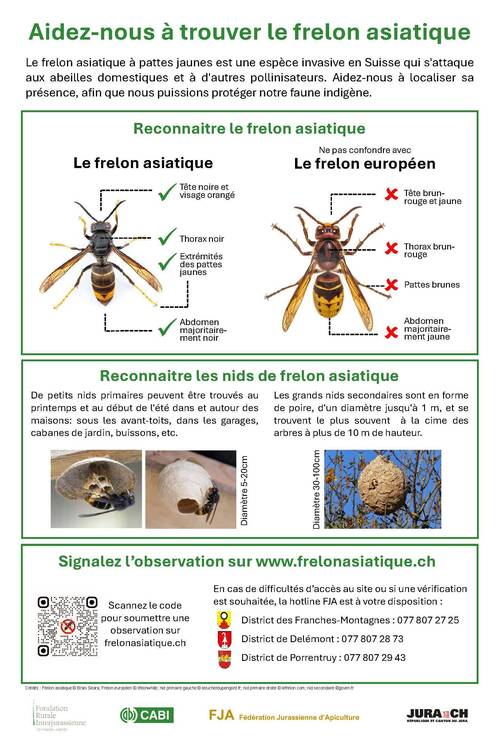 Frelon asiatique : appel à la vigilance 2